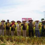 PANEN PERDANA: Wakil Gubernur (Wagub) Kalteng, Edy Pratowo melakukan Panen Perdana Padi Varietas IR 42/PB-41, di Poktan Margo Mulyo, Desa Belanti Siam, Kecamatan Pandih Batu, Kabupaten Pulang Pisau, Sabtu (19/8/2023). (foto:ist)