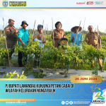 Penjabat (Pj) Bupati Lamandau, Lilis Suriani yang didampingi Kepala Distankan Tiryan Kuderon mengunjungi petani cabai, sayur dan buah yang masuk dalam Kelompok Tani (Poktan) Dayak Masa Kini yang berada di RT 9 Kelurahan Nanga Bulik, Selasa (25/6/2024). (foto:pemkab lamandau)