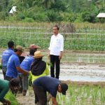 TINJAU LAHAN PERTANIAN : Gubernur Kalteng, Sugianto Sabran mendampingi Presiden Republik Indonesia (RI), Joko Widodo berkunjung ke lokasi kedua, lahan pertanian di Desa Bapeang Kecamatan Mentawa Baru Ketapang Kabupaten Kotawaringin Timur, Rabu (26/6/2024). (foto:mmc)